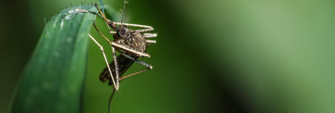 A mosquito on a green leaf