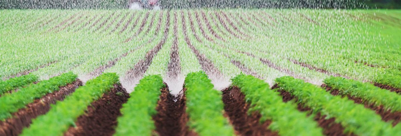 View of carrot fields being watered