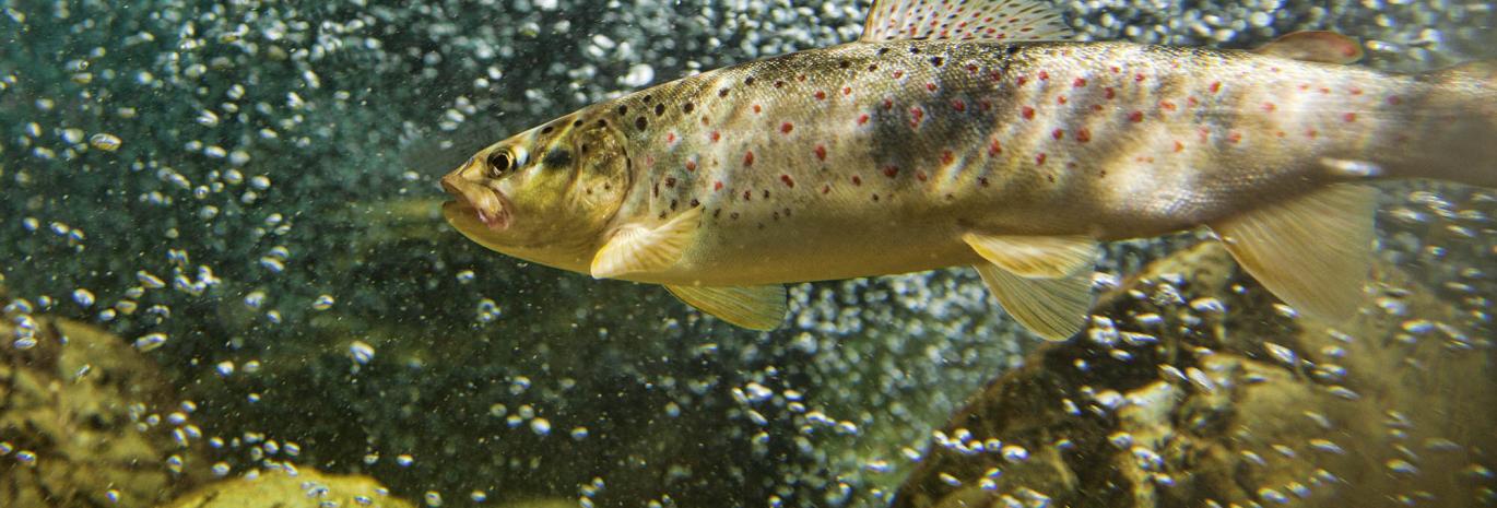 Brown trout in river