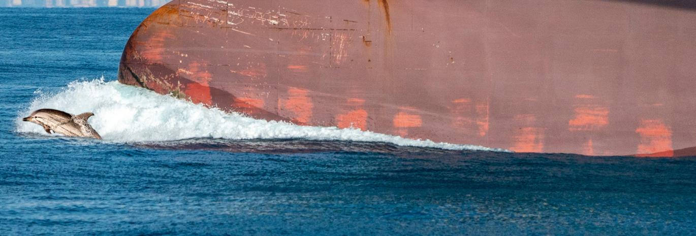 dolphin swimming next to big ship 