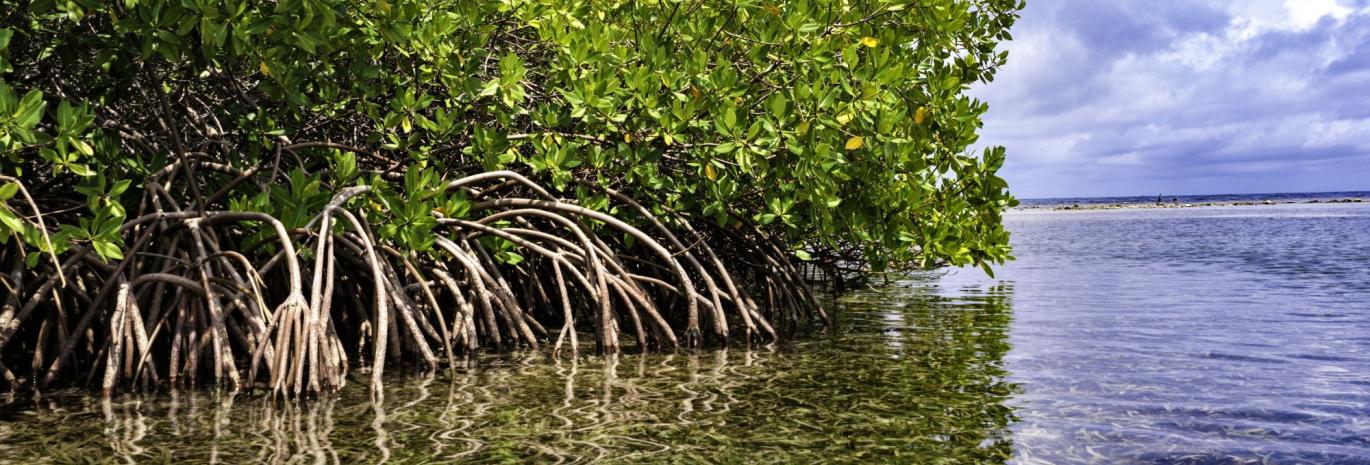 view of waves on feet of mangrove forest