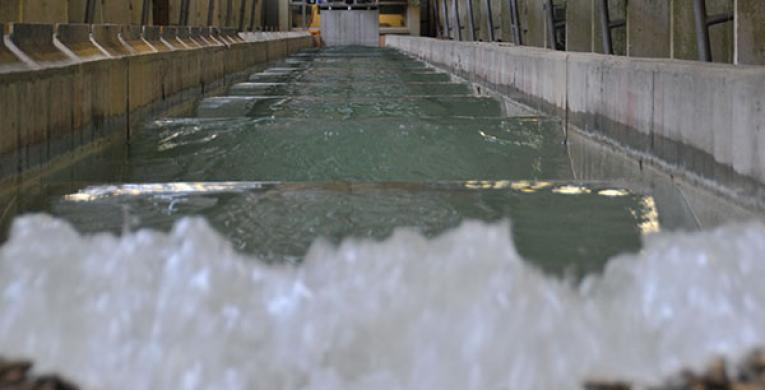 View of a wave generated in our wave flume
