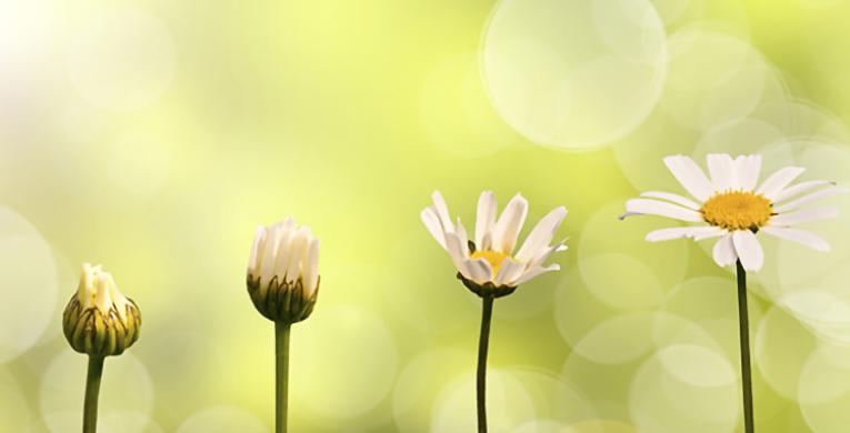 image of white flowers growing on green background